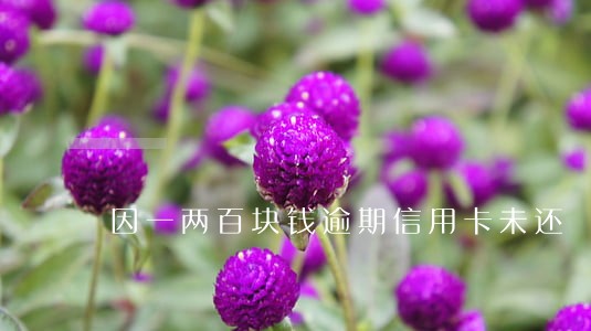因一两百块钱逾期信用卡未还 因一两百块钱逾期信用卡未还