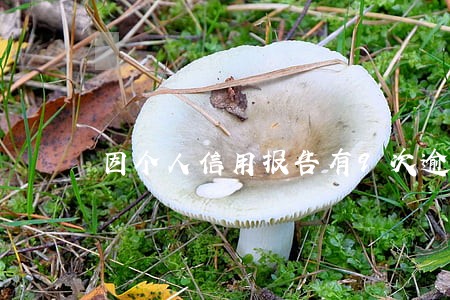 因个人信用报告有9次逾期记录 因个人信用报告有9次逾期记录
