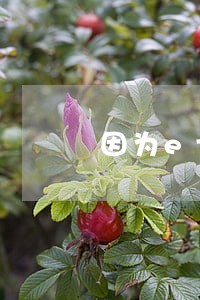 因为etc3次逾期影响买房吗