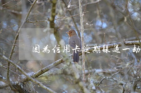 因为信用卡逾期躲过一劫 因为信用卡逾期躲过一劫