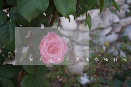 因为债务问题法院强制执行