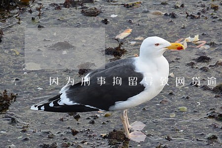 因为刑事拘留导致网贷逾期 因为刑事拘留导致网贷逾期