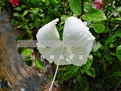 因为刑法是法律 因为刑法是法律