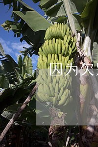 因为欠别人钱房子被法院拍卖 因为欠别人钱房子被法院拍卖