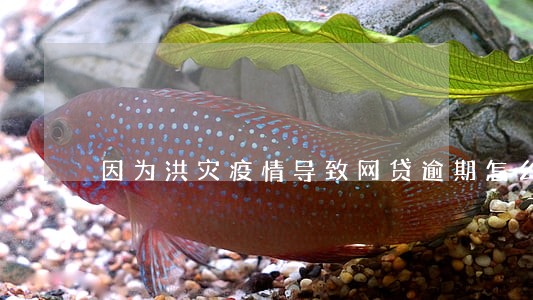 因为洪灾疫情导致网贷逾期怎么办 因为洪灾疫情导致网贷逾期怎么办