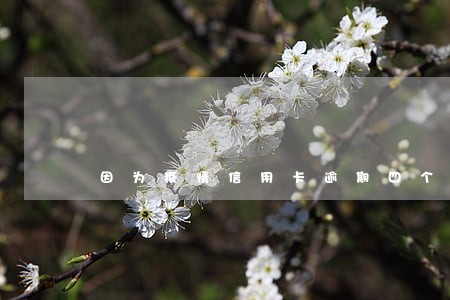 因为疫情信用卡逾期四个月