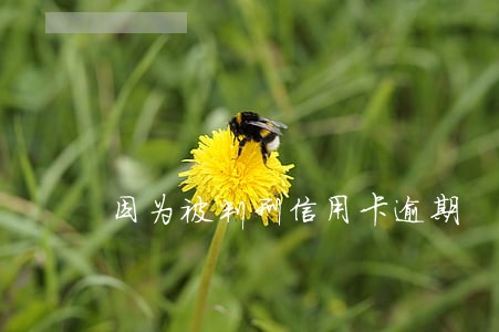 因为被判刑信用卡逾期 因为被判刑信用卡逾期