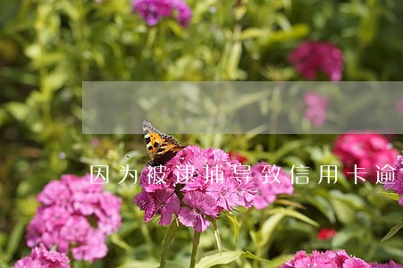 因为被逮捕导致信用卡逾期怎么办