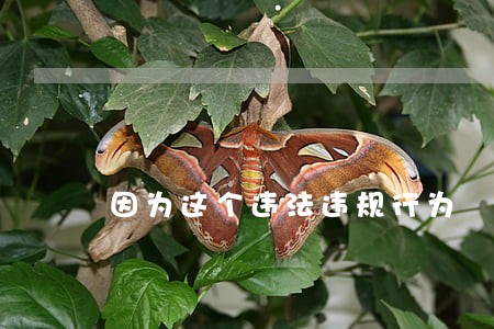 因为这个违法违规行为 因为这个违法违规行为