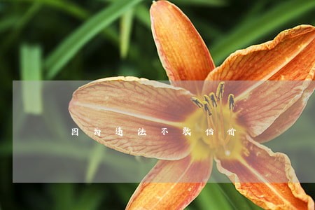 因为违法不敢估价 因为违法不敢估价