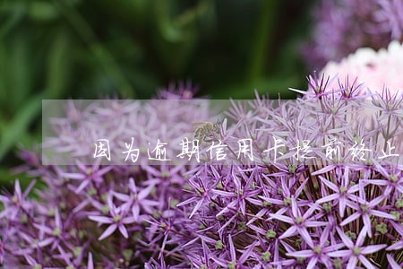 因为逾期信用卡提前终止分期 因为逾期信用卡提前终止分期