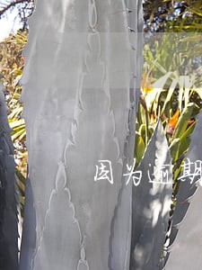 因为逾期信用卡被停了怎么办