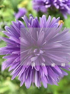 因为逾期信用卡额度变0 因为逾期信用卡额度变0