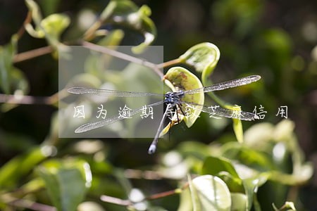 因为逾期导致芝麻信用