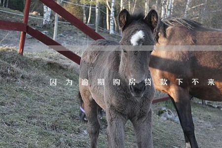 因为逾期购房贷款下不来 因为逾期购房贷款下不来