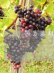 因为逾期银行卡不能取为什么 因为逾期银行卡不能取为什么