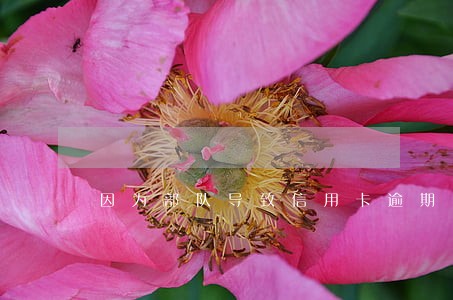 因为部队导致信用卡逾期