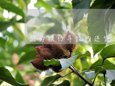 因为银行导致的还贷逾期 因为银行导致的还贷逾期