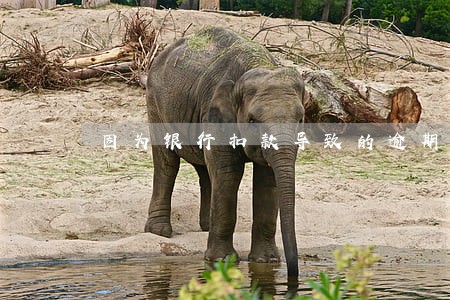 因为银行扣款导致的逾期 因为银行扣款导致的逾期