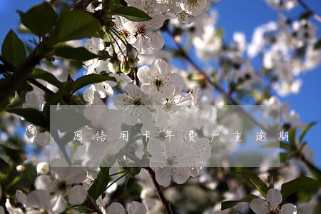 因信用卡年费严重逾期