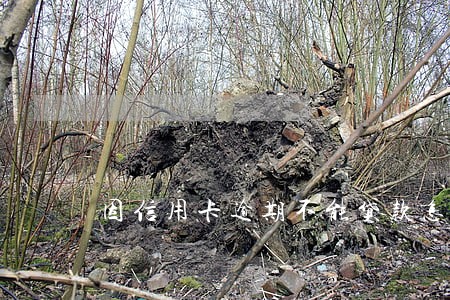 因信用卡逾期不能贷款怎么办 因信用卡逾期不能贷款怎么办