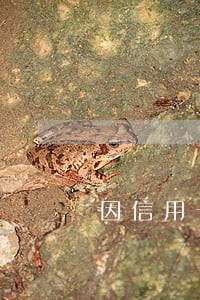 因信用卡逾期被公司辞退