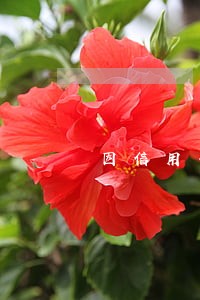 因信用卡逾期被告怎样办 因信用卡逾期被告怎样办