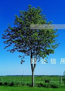 因公信用逾期说明 因公信用逾期说明