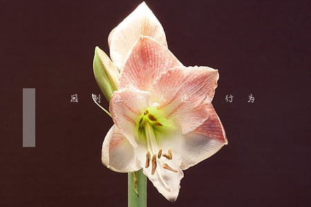 因制止他人违法行为 因制止他人违法行为