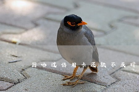 因哈过信用卡还款不及时有逾期 因哈过信用卡还款不及时有逾期