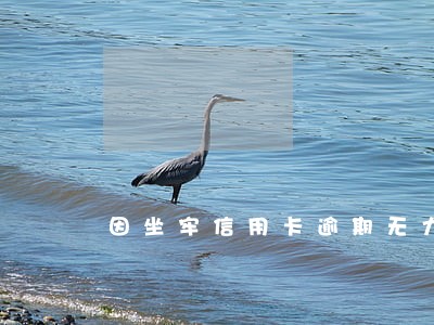 因坐牢信用卡逾期无力偿还怎么办