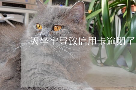 因坐牢导致信用卡逾期了怎么办 因坐牢导致信用卡逾期了怎么办
