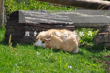 因多项交通违法被罚 因多项交通违法被罚