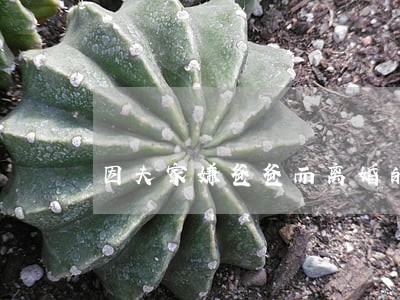 因夫家嫌爸爸而离婚的新娘