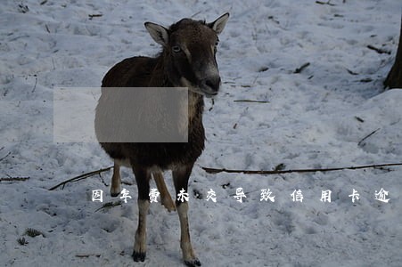 因年费未交导致信用卡逾期