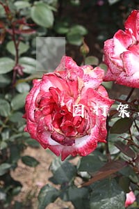 因打架在留下调解记录