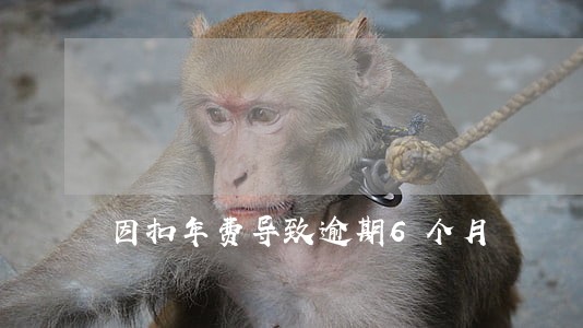 因扣年费导致逾期6个月 因扣年费导致逾期6个月