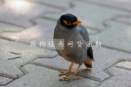 因拘役而网贷逾期 因拘役而网贷逾期