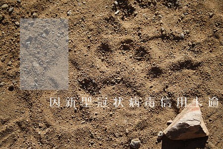 因新型冠状病毒信用卡逾期