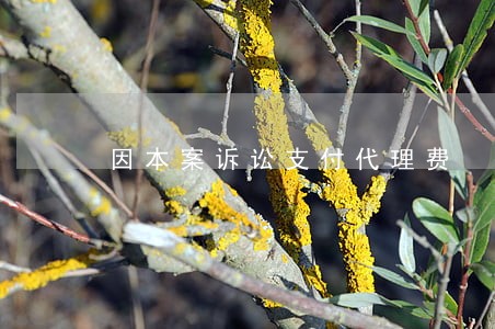因本案诉讼支付代理费 因本案诉讼支付代理费