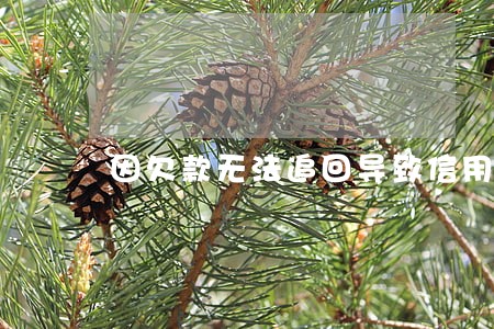 因欠款无法追回导致信用卡逾期