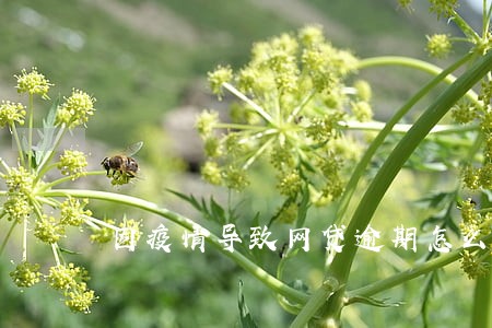 因疫情导致网贷逾期怎么办 因疫情导致网贷逾期怎么办