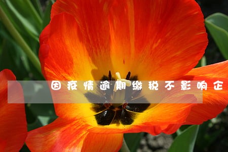 因疫情逾期缴税不影响企业信用 因疫情逾期缴税不影响企业信用