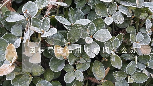 因病导致信用卡逾期怎么办