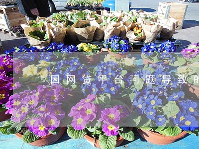 因网贷平台问题导致的逾期 因网贷平台问题导致的逾期