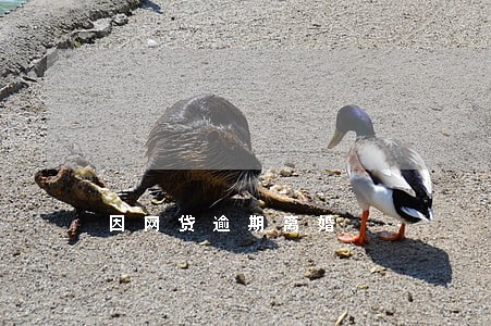 因网贷逾期离婚 因网贷逾期离婚