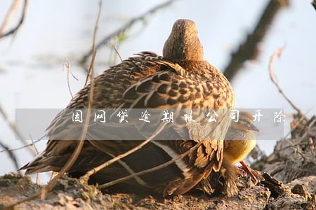 因网贷逾期被公司开除 因网贷逾期被公司开除