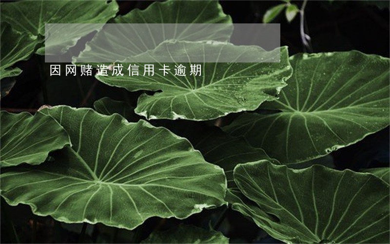 因网赌造成信用卡逾期