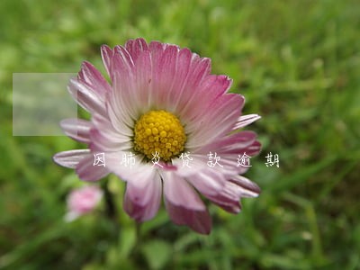 因肺炎贷款逾期 因肺炎贷款逾期