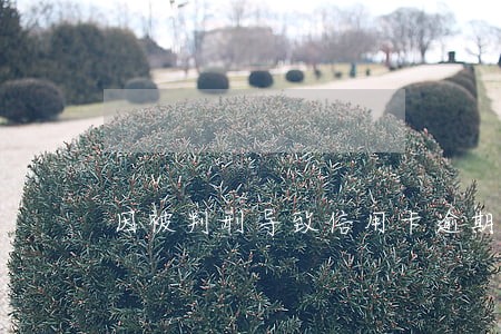 因被判刑导致信用卡逾期 因被判刑导致信用卡逾期